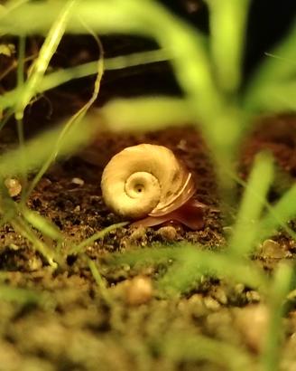 Lumache Planorbarius