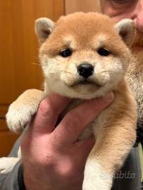Cuccioli di Shiba