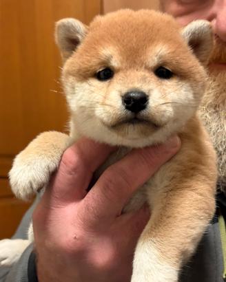 Cuccioli di Shiba