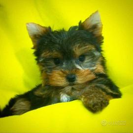 Yorkshire terrier