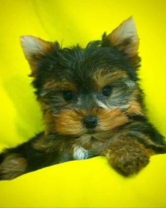 Yorkshire terrier