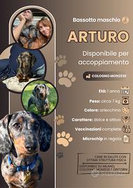 Bassotto per accoppiamento