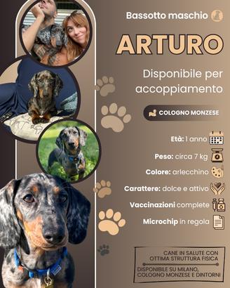 Bassotto per accoppiamento