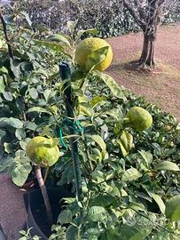 Pianta dí yuzu.  Limone giapponese