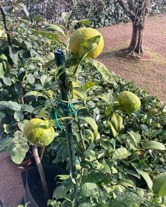 Pianta dí yuzu.  Limone giapponese