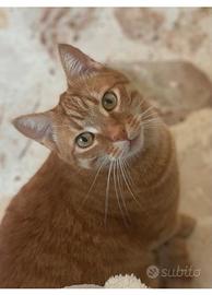 Gatto in adozione
