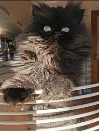 Gatto persiano chinchilla colorazione Black smoke