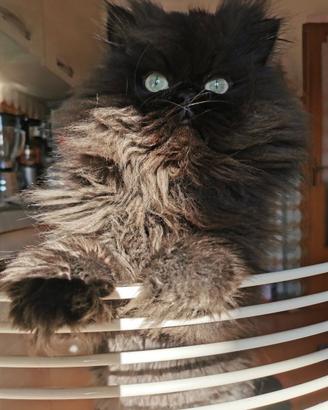 Gatto persiano chinchilla colorazione Black smoke