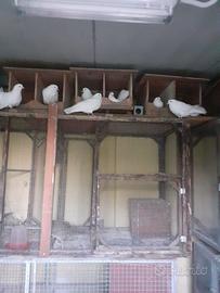 Piccioni