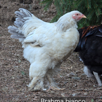 Giovane gallo Brahma Bianco Columbia Blu