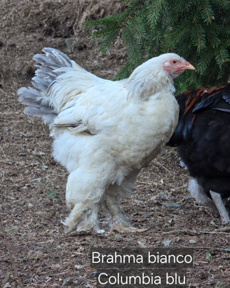 Giovane gallo Brahma Bianco Columbia Blu