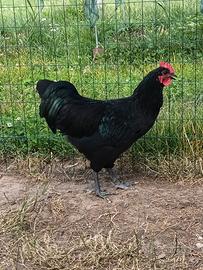 Galline ornamentali