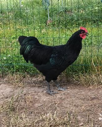 Galline ornamentali