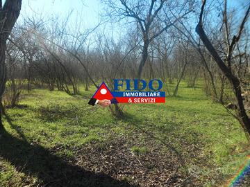 Terreno agricolo di 6.000mq