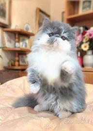 Gattino persiano blu e bianco