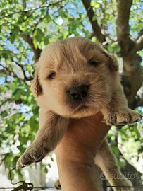 Cuccioli di Golden retriever