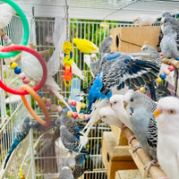 Disponibile coppia cocorite Una Copia Costa 20 eur