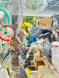 Disponibile coppia cocorite Una Copia Costa 20 eur