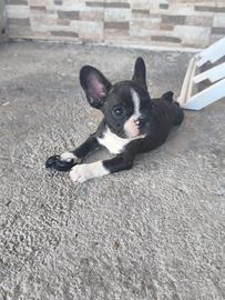 Bulldog francese