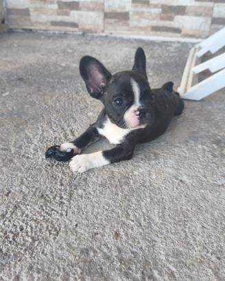 Bulldog francese