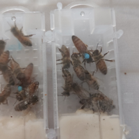 Disponibili regine fecondi