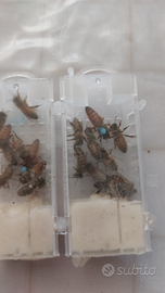 Disponibili regine fecondi