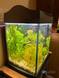 Acquario tropicale  tetra