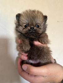 Spitz Pomerania Nano