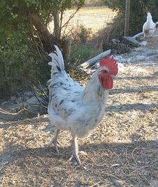 Gallo marans Blue splash
