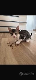 Cuccioli gattini