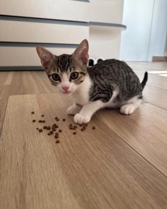 Cuccioli gattini