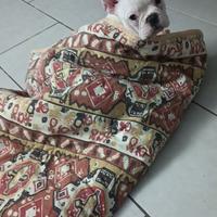 Bulldog francese esotico