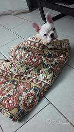 Bulldog francese esotico