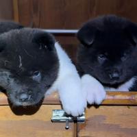 Cuccioli akita americano