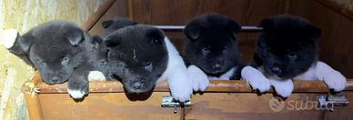 Cuccioli akita americano
