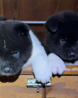 Cuccioli akita americano