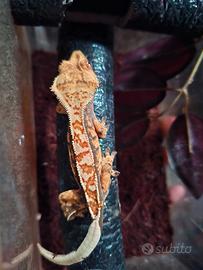 Geco Correlophus ciliatus
