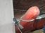 Immagine 5