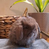 Cuccioli coniglietto nano 2 mesi