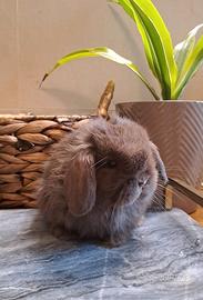 Cuccioli coniglietto nano 2 mesi
