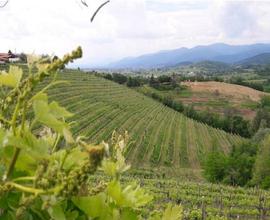 Terreno Agricolo - Cividale del Friuli