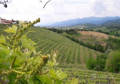 Terreno Agricolo - Cividale del Friuli