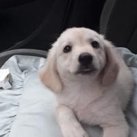 Cuccioli mix labrador