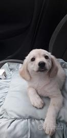 Cuccioli mix labrador