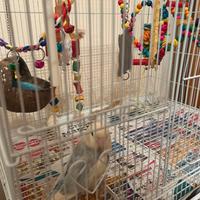 Uccellina inseparabile