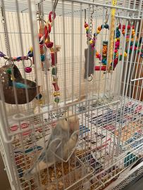 Uccellina inseparabile