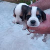 Cuccioli di beagle