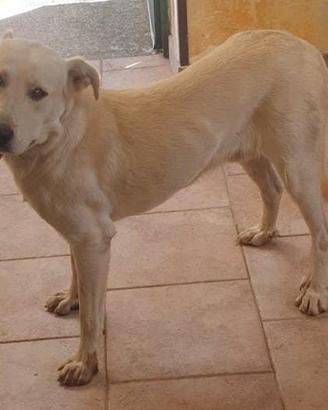 Kim 2 anni simil labrador