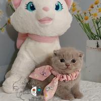 Scottish fold femmina