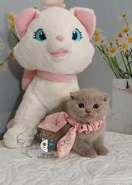 Scottish fold femmina